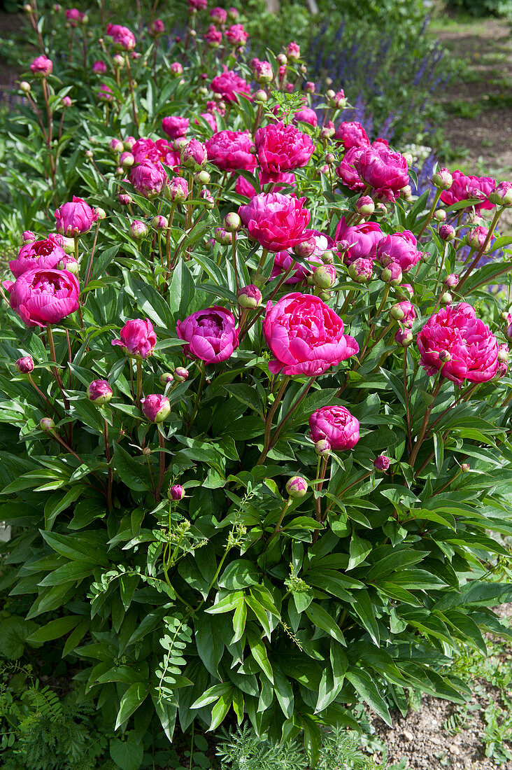Peony 'Dr. h.c. Steffen ' in the bed