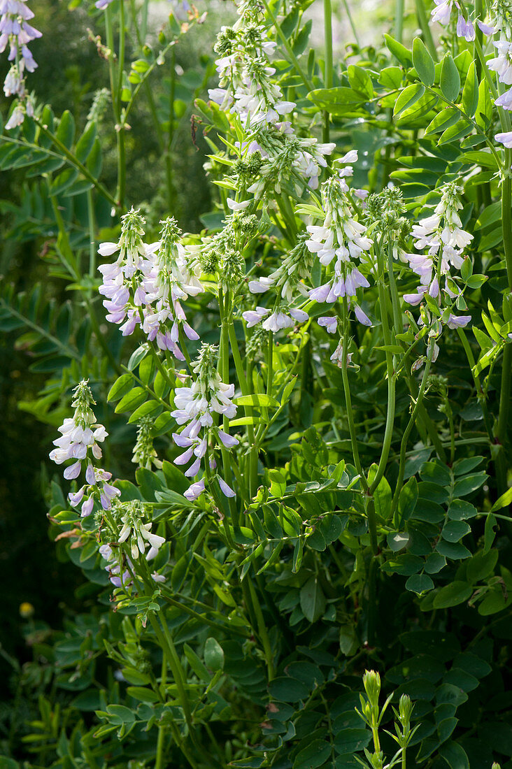 Galega officinalis (Goat's rue) 'His Majesty' in the garden