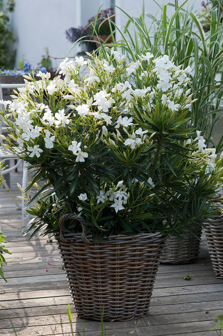 White oleander 'Soeur Agnes' in a basket