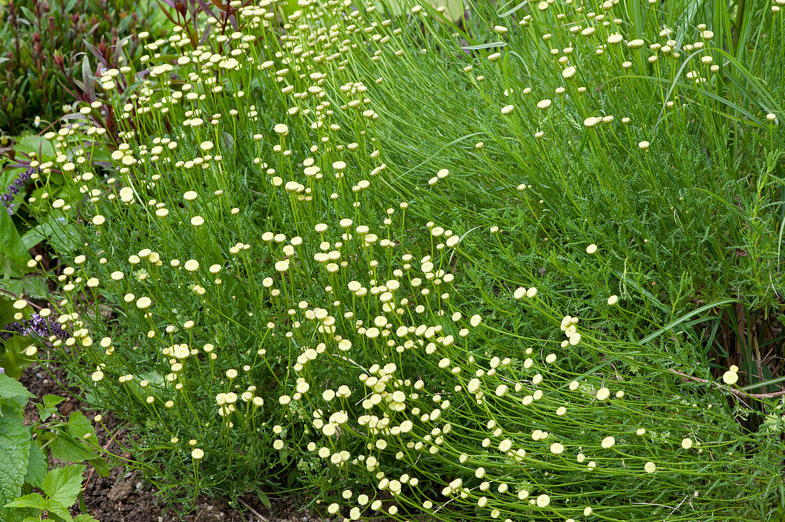 Blooming olive herb in the herb patch