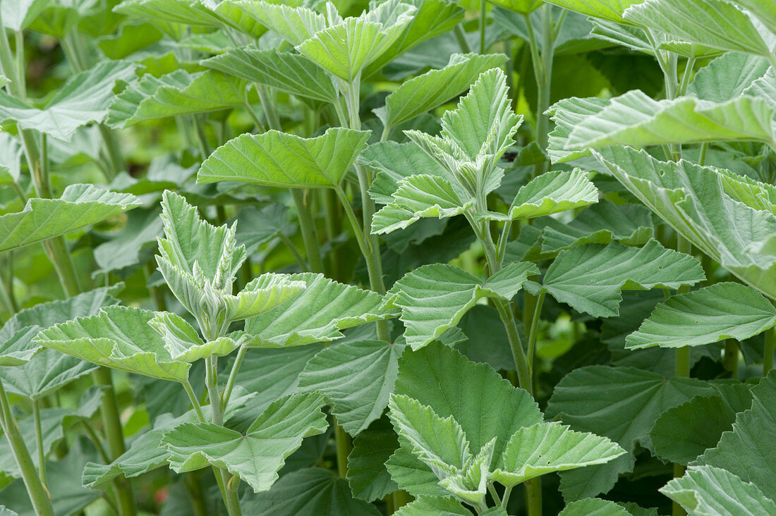 Marshmallow (Althaea officinalis)