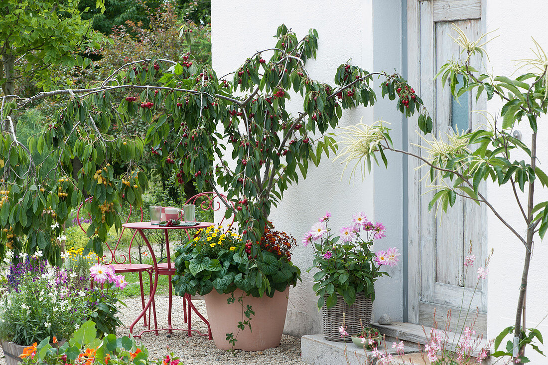 Sour cherry 'Maynard', sweet cherry 'Dönissens yellow cartilage cherry', sweet chestnut, dahlias, bidens and Lindheimer's beeblossom on gravel terrace