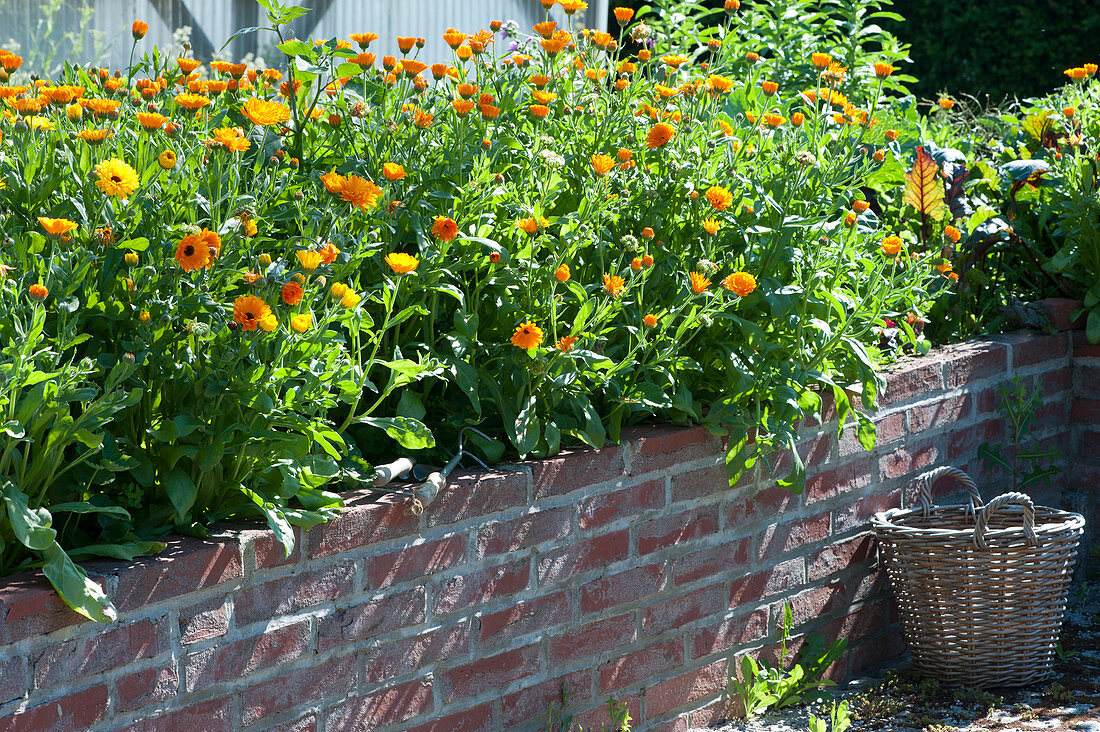 Marigolds in the raised bed