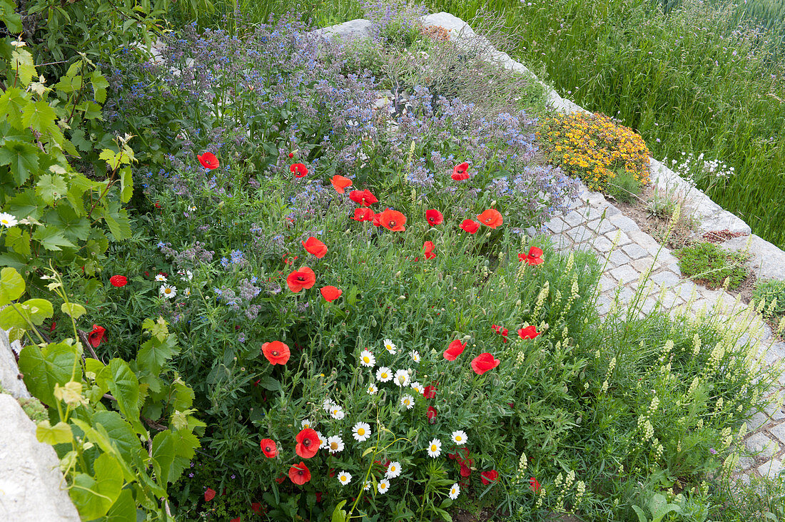 Blumenwiese als Insektenweide: Borretsch, gelber Wau, Klatschmohn und Margeriten