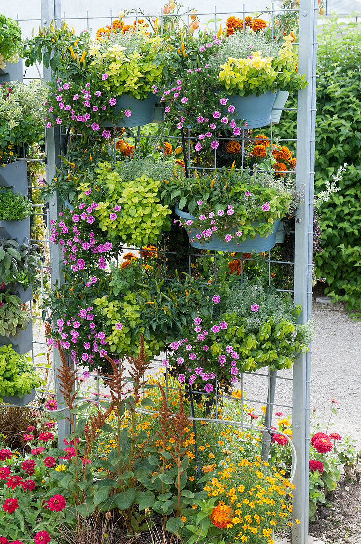 Vertikal gärtnern: Kästen mit Gold-Oregano, Nelken, Tagetes, Zierpaprika, Tomaten, Thymian mit Bewässerungsschläuchen an Rankgitter befestigt