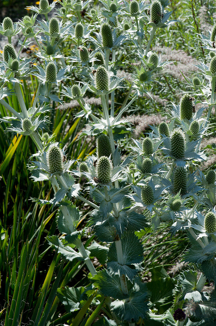 Alpine sea holly 'Silverado'