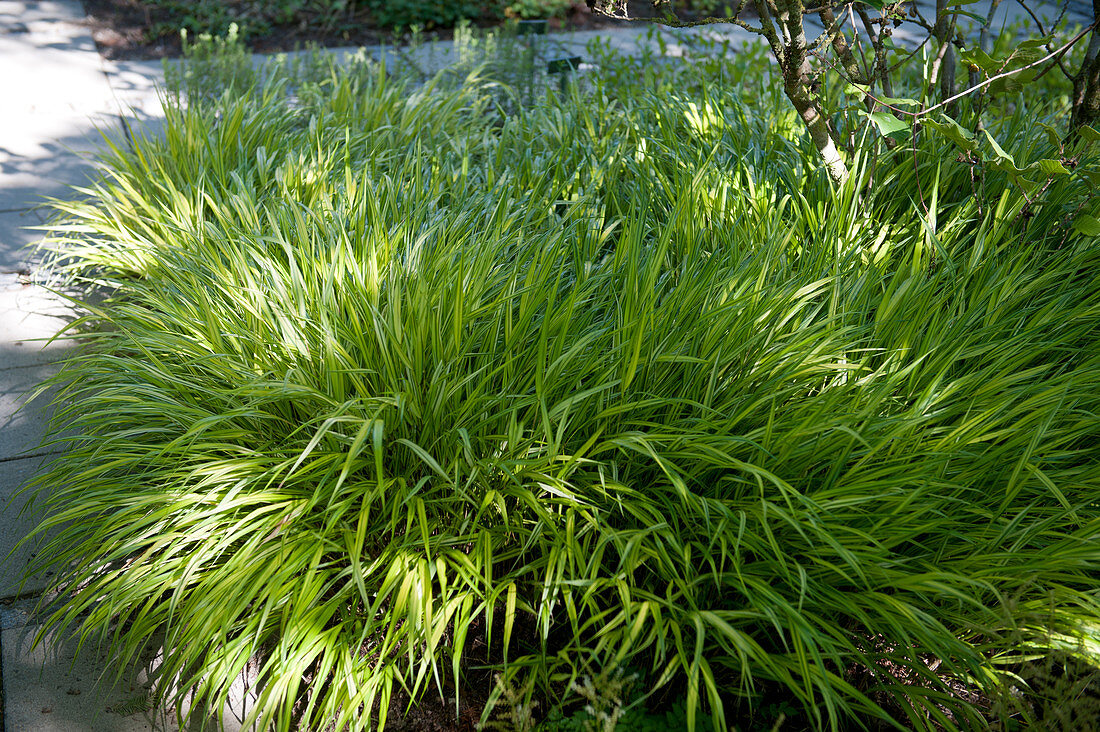 Japanese mountain grass 'Aureola' under a shrub as a ground cover