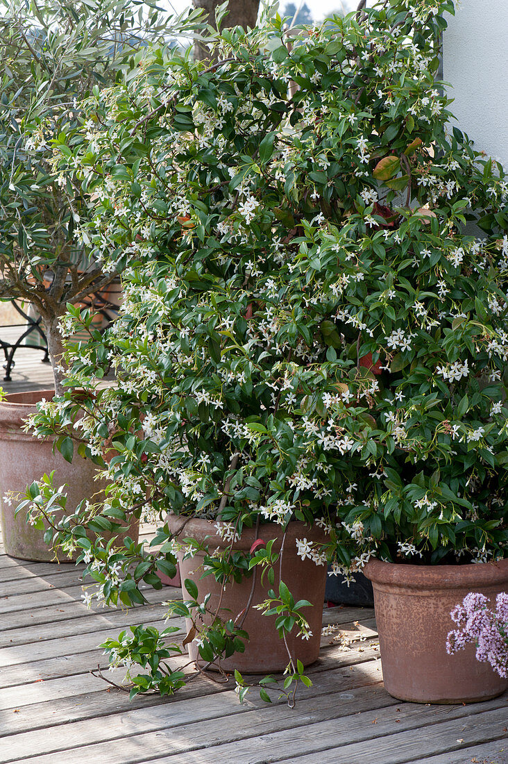 Blooming star jasmine on the terrace