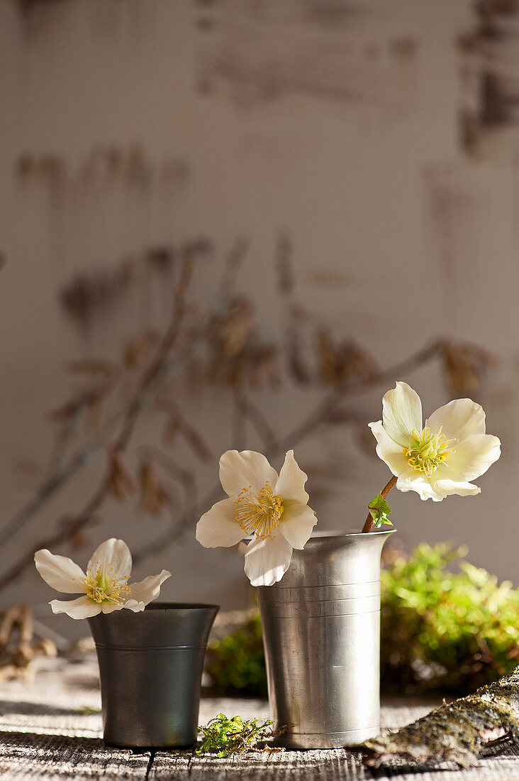 Einzelne Blüten von Christrose in Bechern