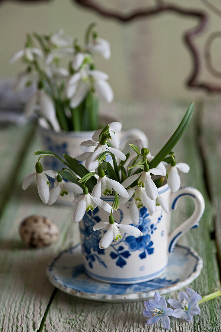 Schneeglöckchen in blau-weißer Tasse