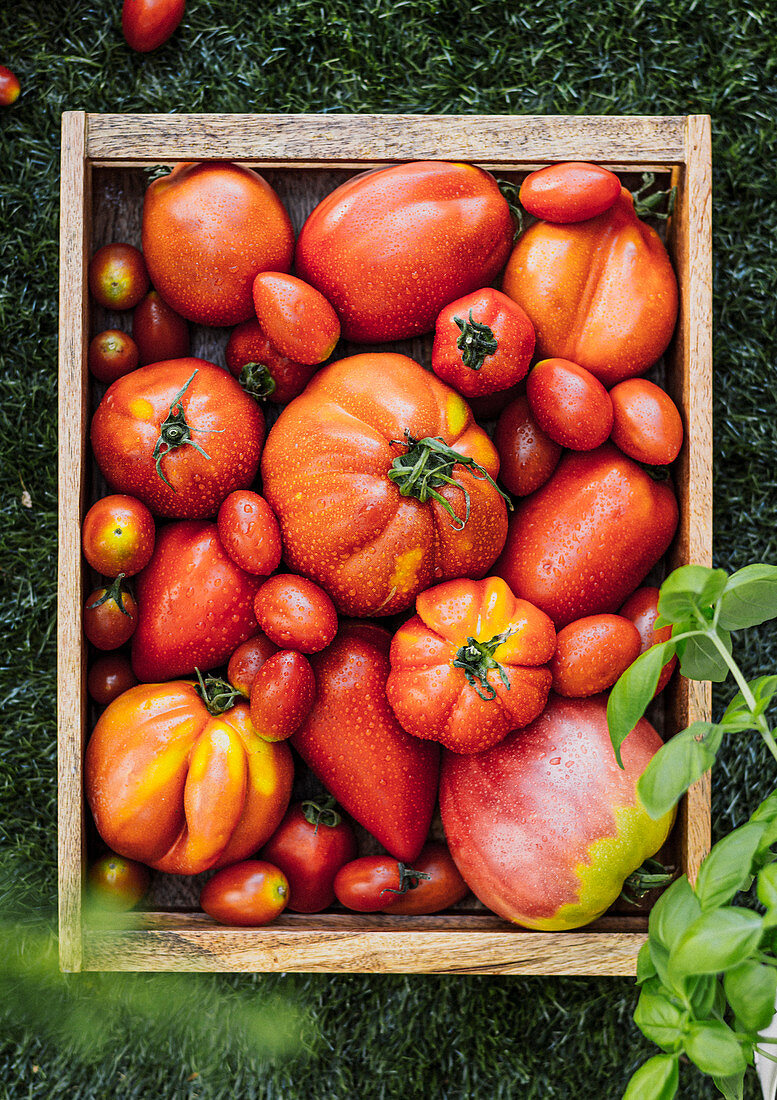 Verschiedene Tomatensorten in Holzkiste