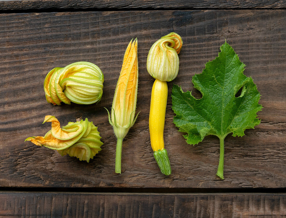 Various fresh zucchini flowers next to a zucchini leaf on a wooden background
