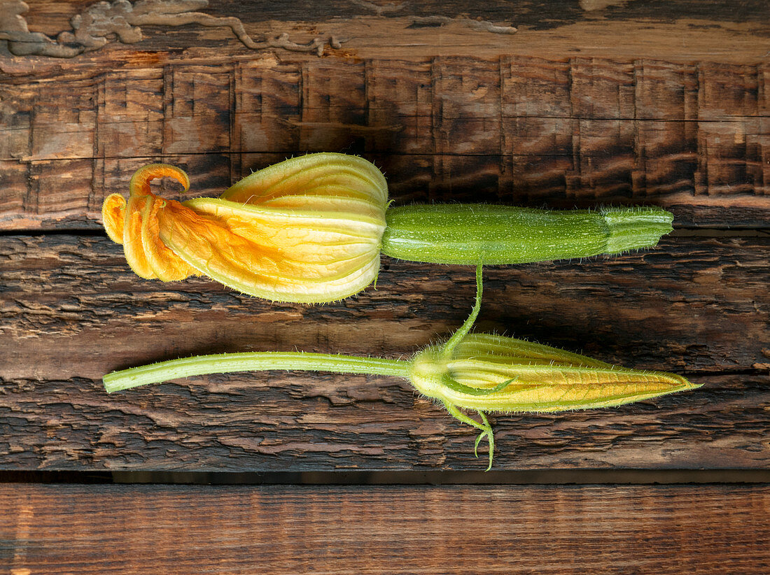 Two zucchini flowers on a wooden background