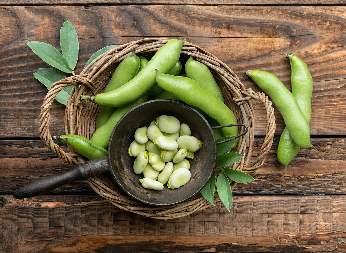 Fresh broad bean pods and peeled beans
