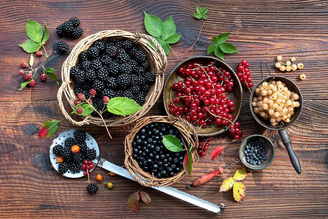 Stillleben mit Brombeeren, Heidelbeeren und Johannisbeeren