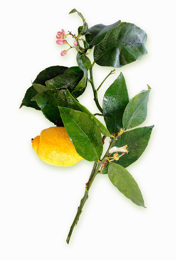 Zitrone am Blätterzweig
