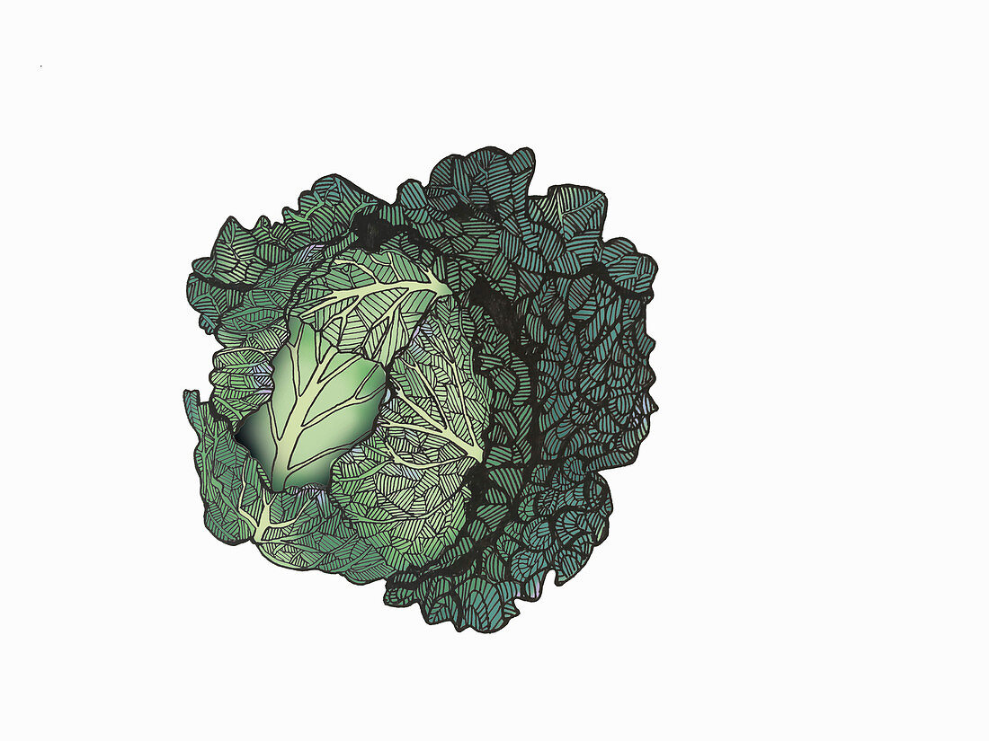 An illustration of a savoy cabbage