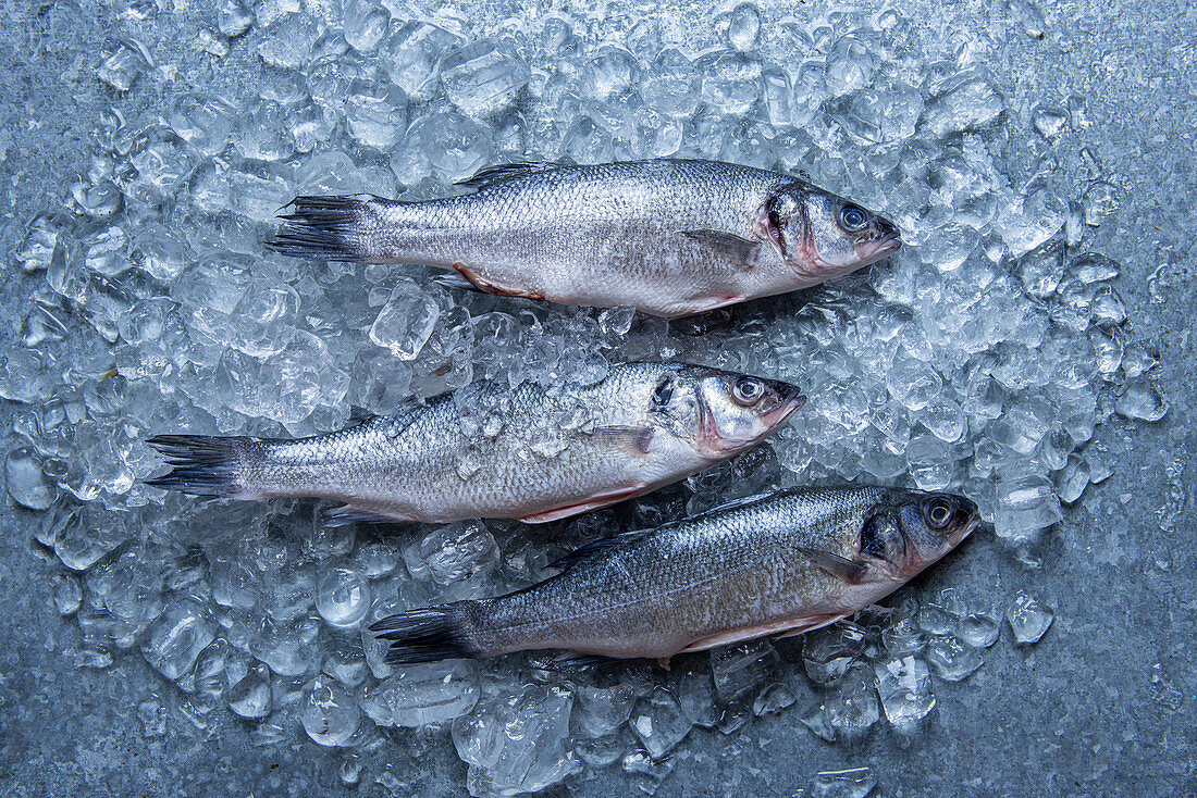 Fresh seabass on ice, view from above