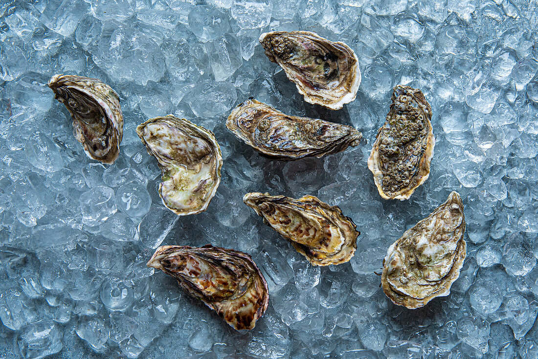 Fresh oysters on ice