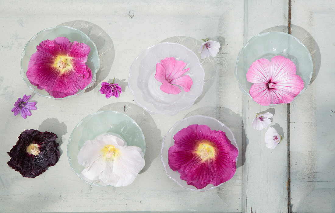 Blüten von Stockrose, Malve und Eibisch in Glasschälchen
