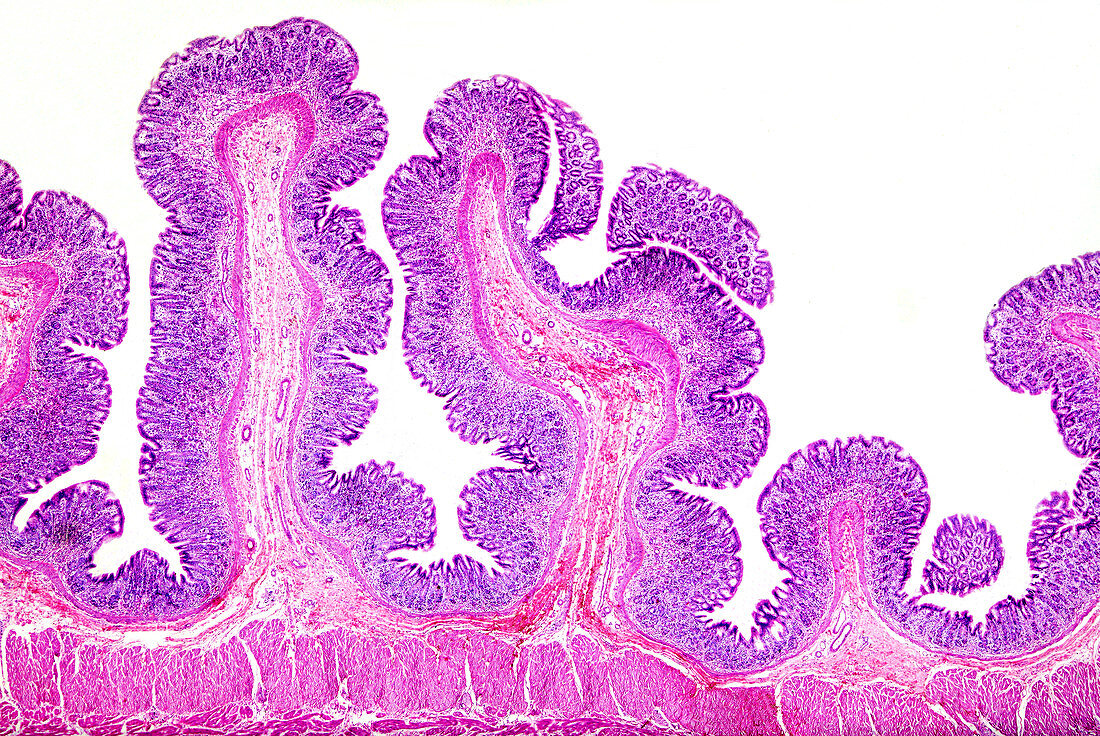 Human stomach loose connective tissue, light micrograph