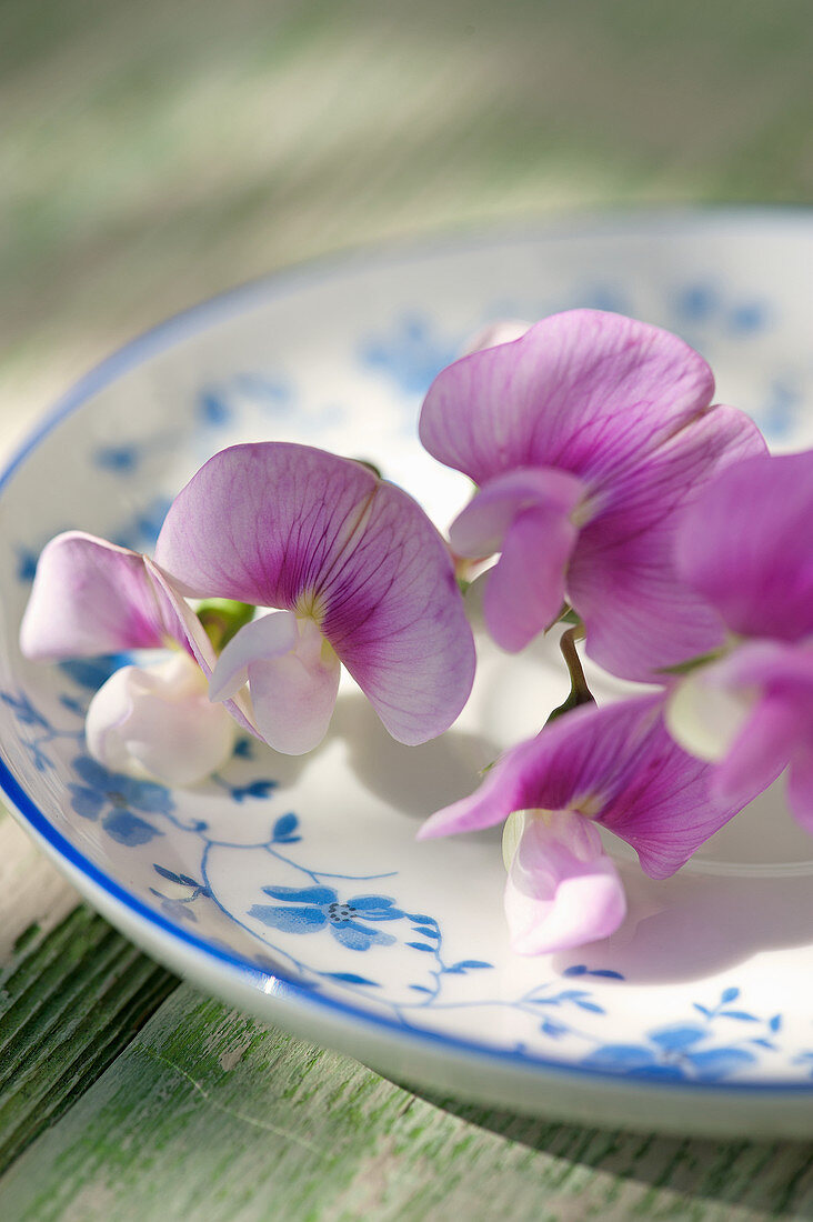 Everlasting sweet pea flowers on plate