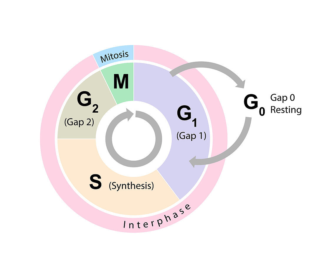 Cell cycle, illustration