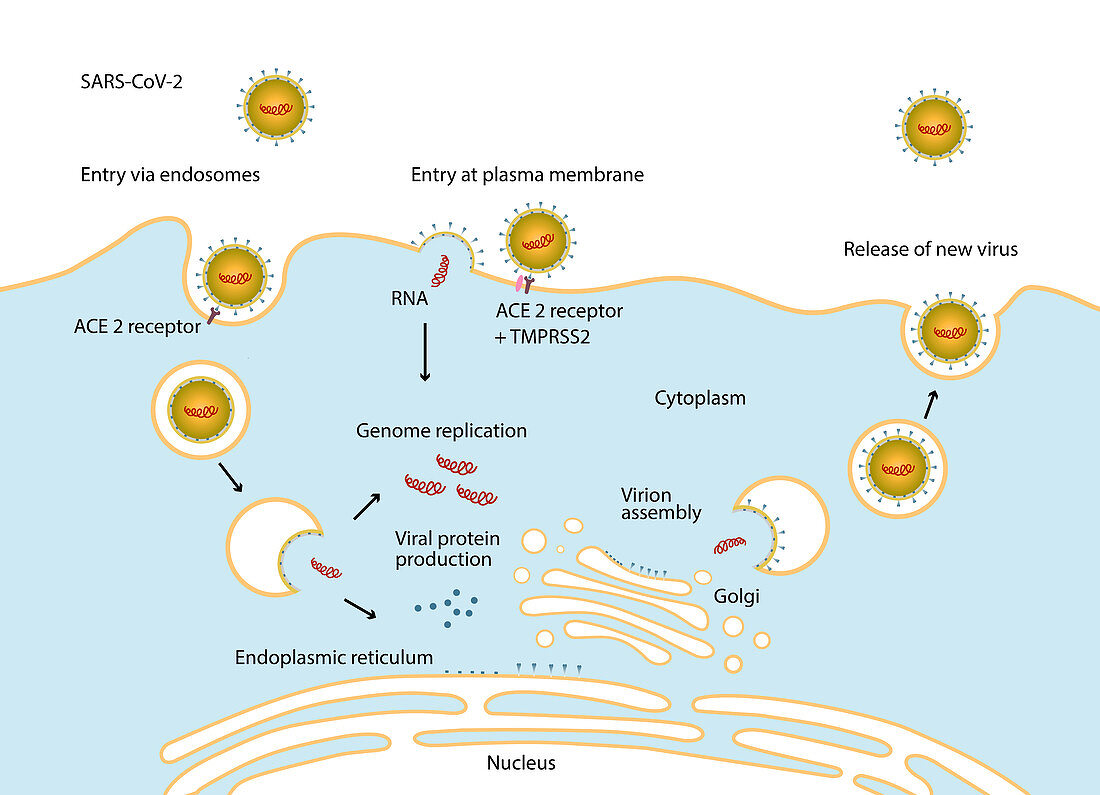 SARS-CoV-2 coronavirus infection mechanism, illustration