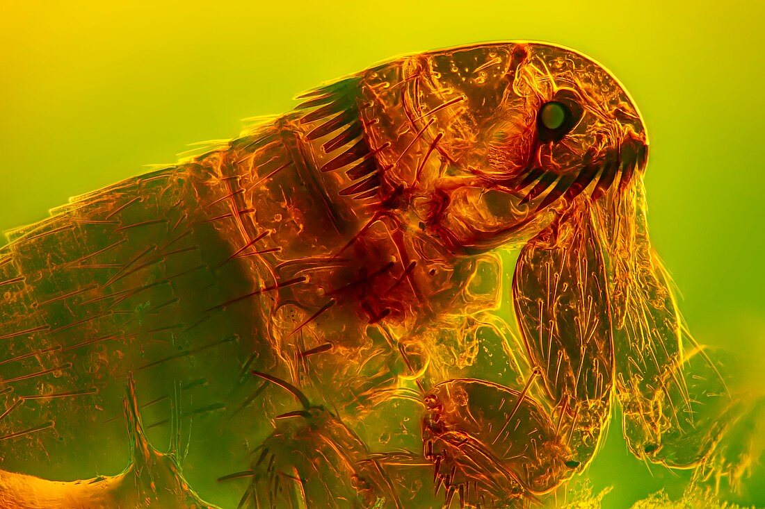 Cat flea, light micrograph