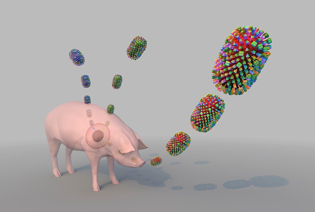 Formation of new flu strain, illustration