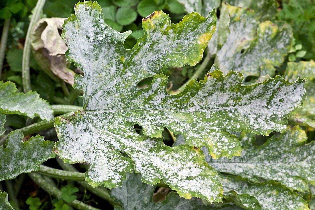 Powery mildew on a courgette leaf