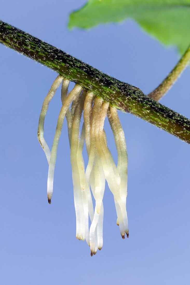 Aerial roots of Hedera helix