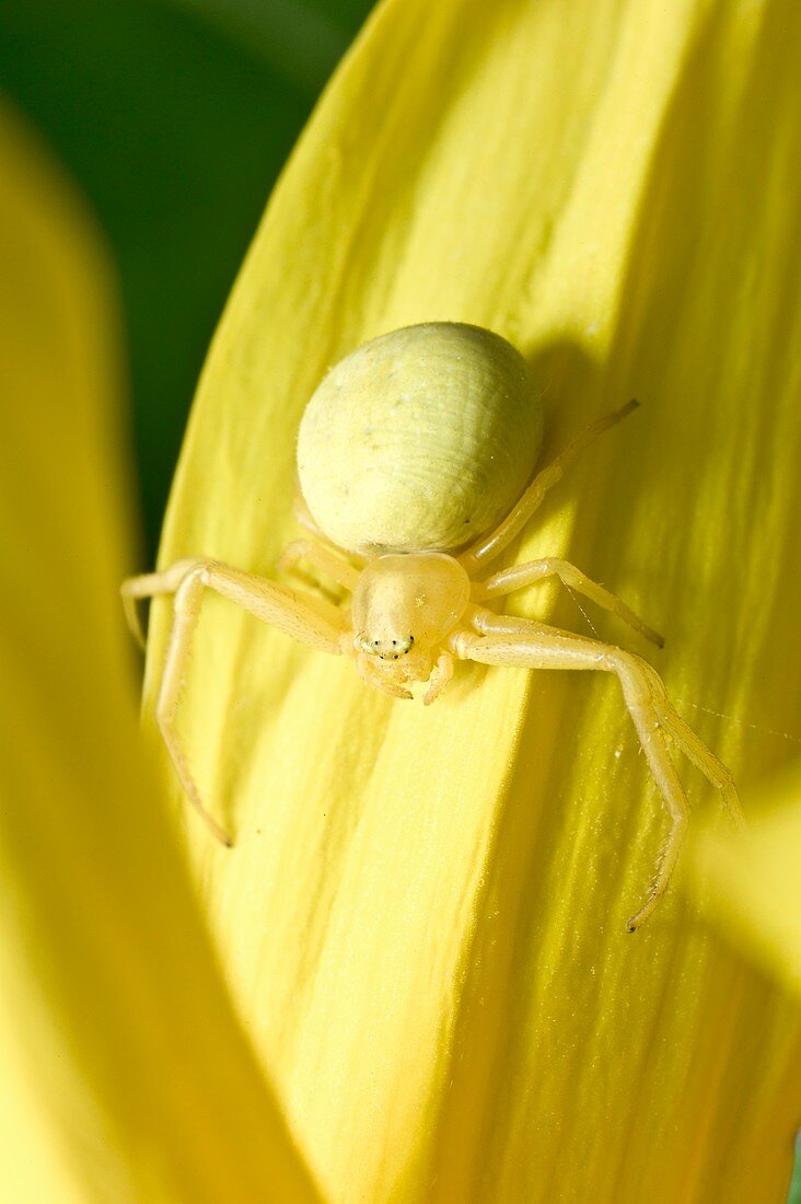 Female crab spider on Helianthus annuus