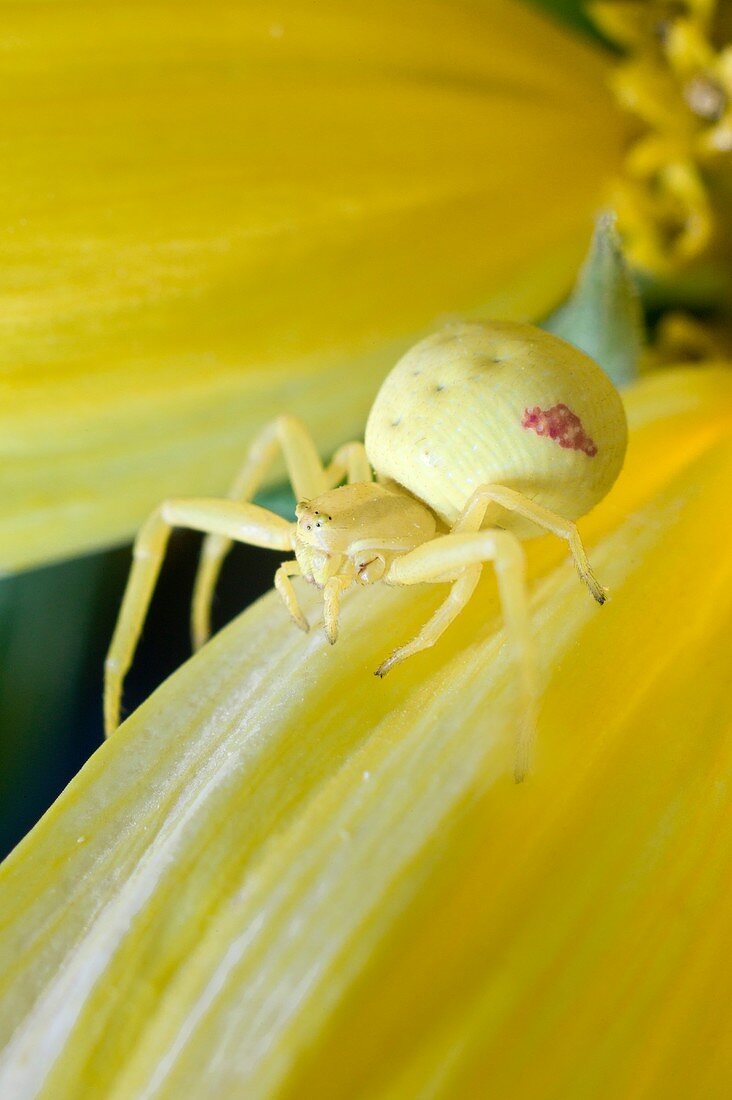Female crab spider on Helianthus annuus
