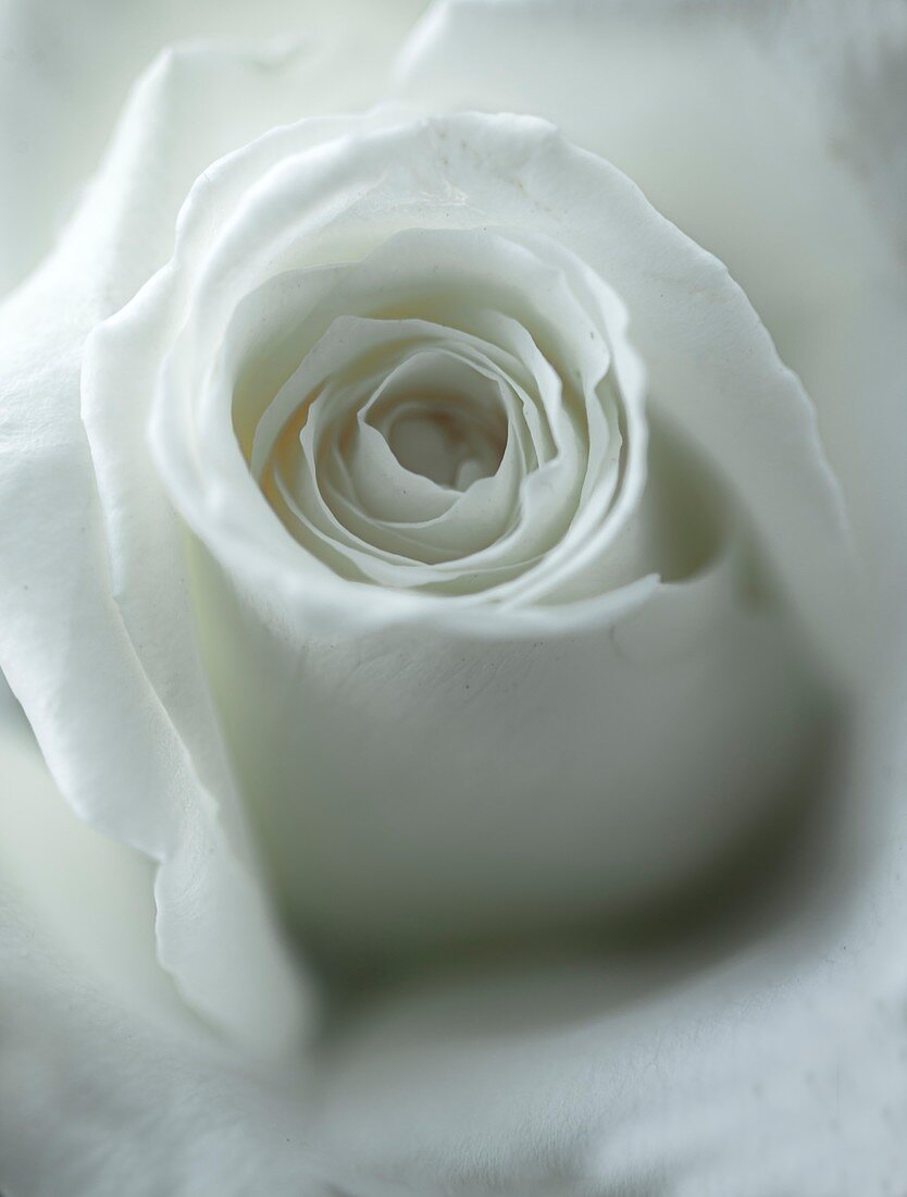 Rose (Rosa sp.) flower