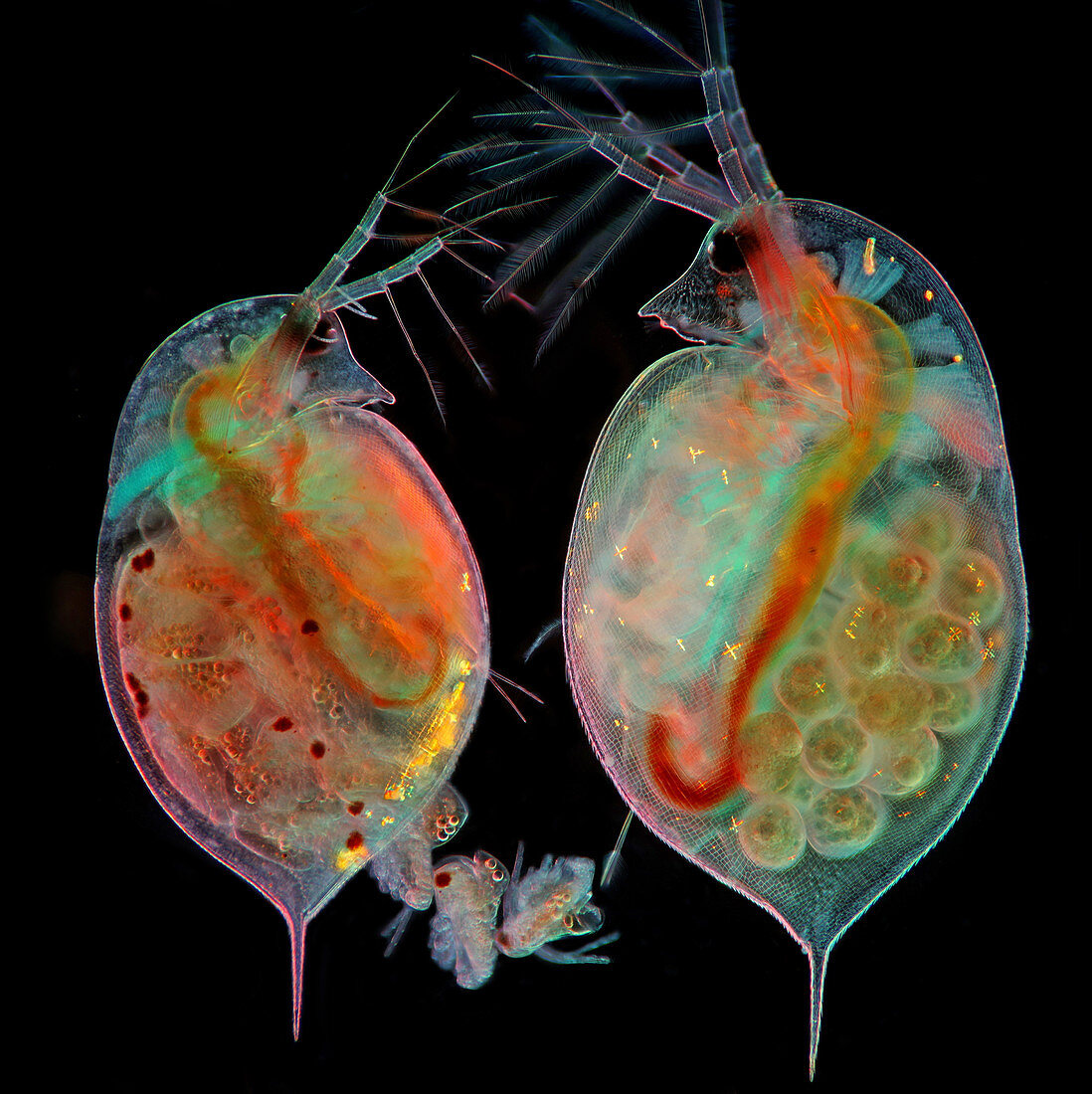 Daphnia water fleas, light micrograph