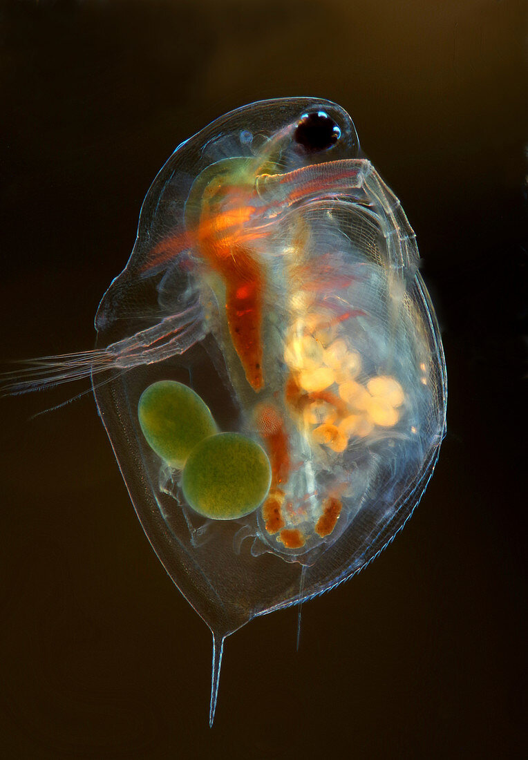 Daphnia water flea, light micrograph