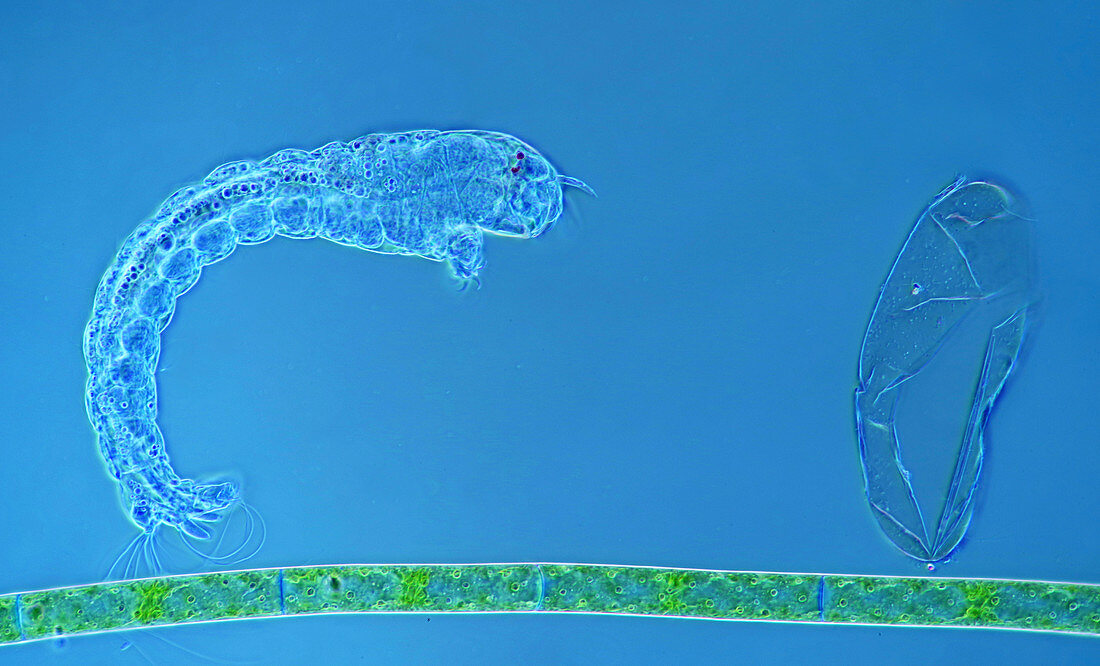 Fly larva, light micrograph