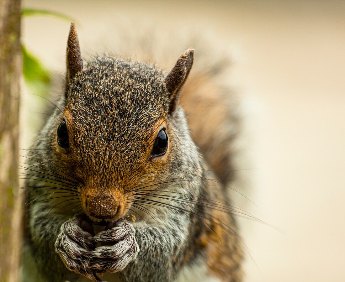 Grey squirrel eating