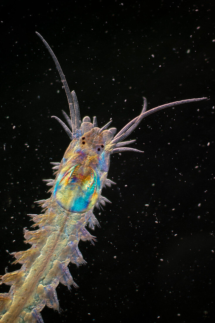 Juvenile ragworm, polarised light micrograph