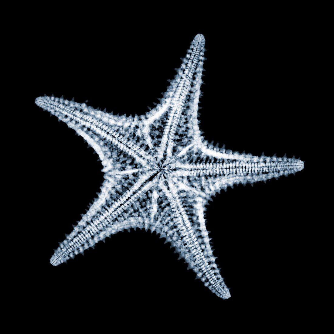 Red cushion starfish (Oreaster reticulatus), X-ray