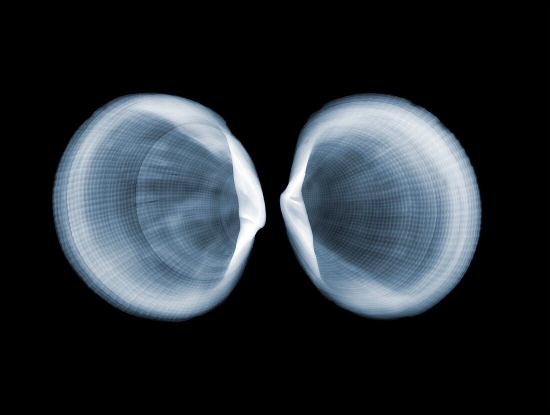 Pitted lucine clams, X-ray