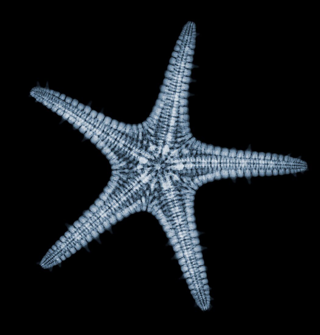 Horned jungle starfish, X-ray