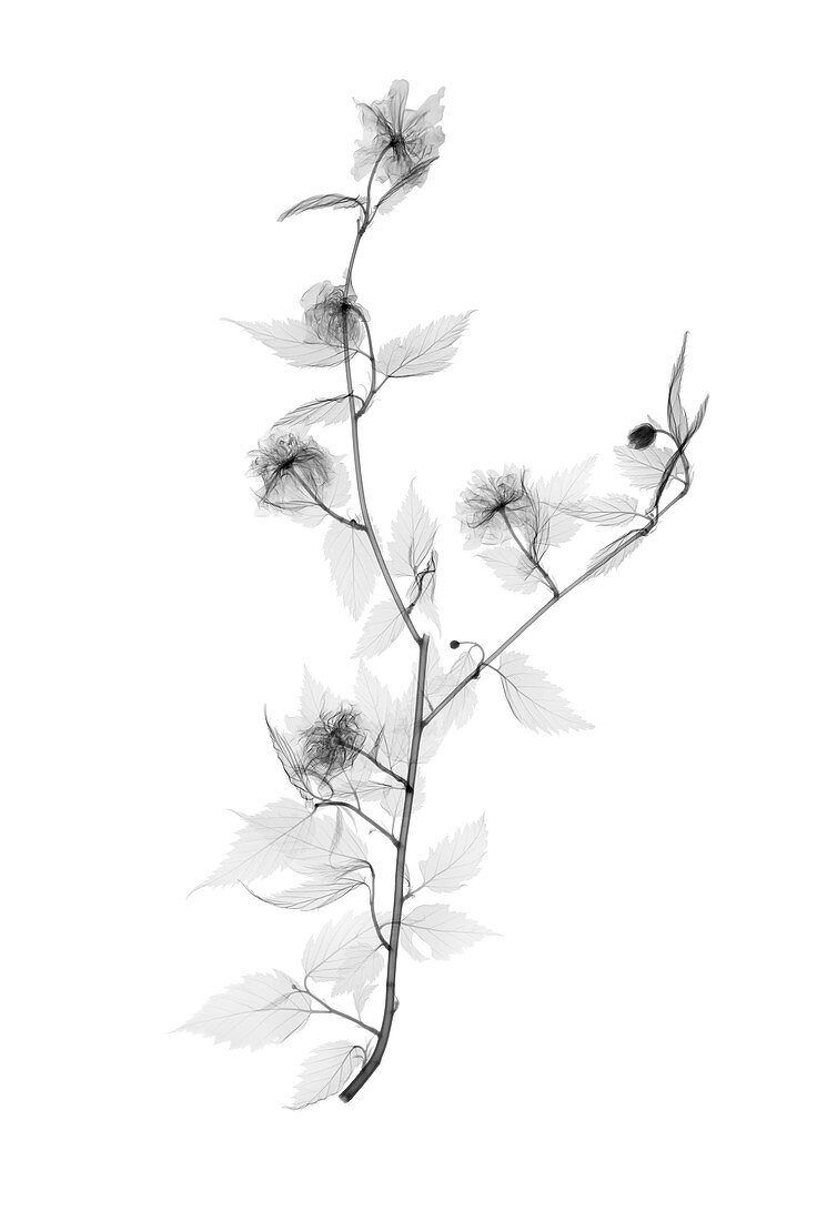 Japanese rose (Kerria japonica), X-ray