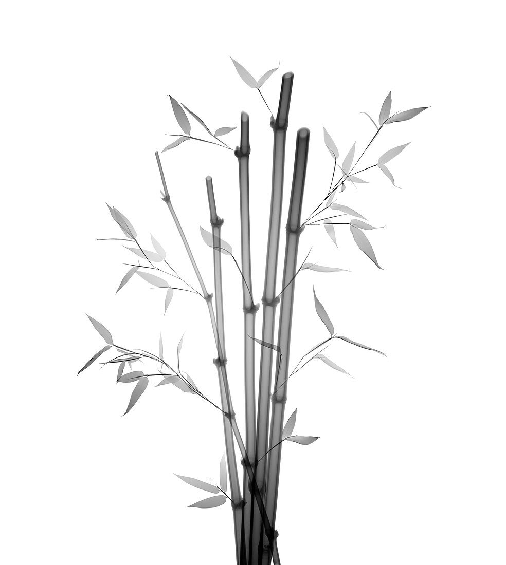 Bamboo (Phyllostachys aurea), X-ray