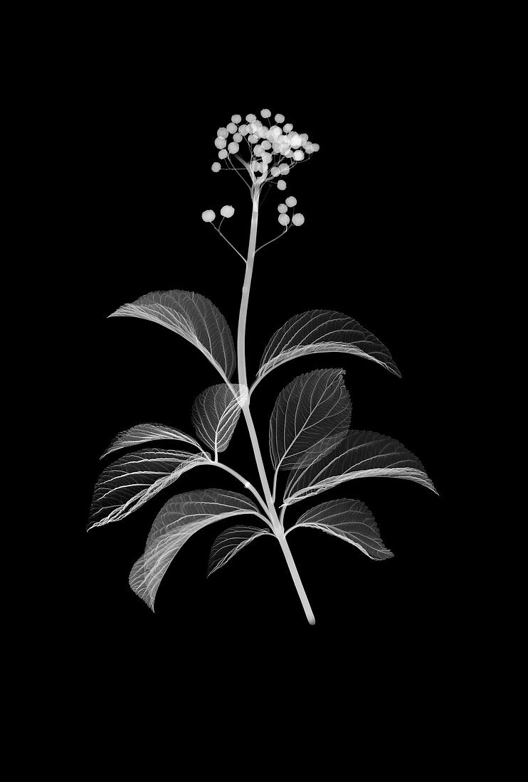 Ginseng plant (Panax Ginseng), X-ray