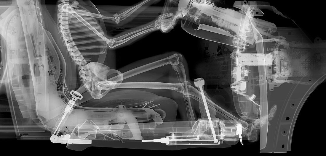 Skeleton driver in car, X-ray
