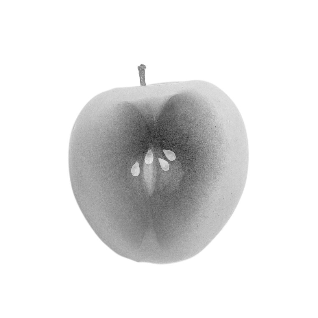 Cross section of an apple, X-ray