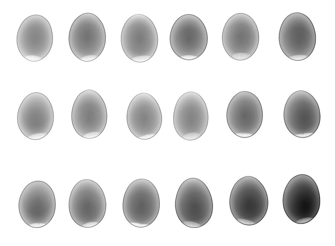 18 eggs, X-ray