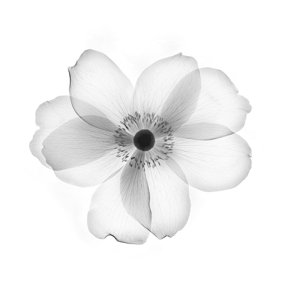Anemone flower head, X-ray